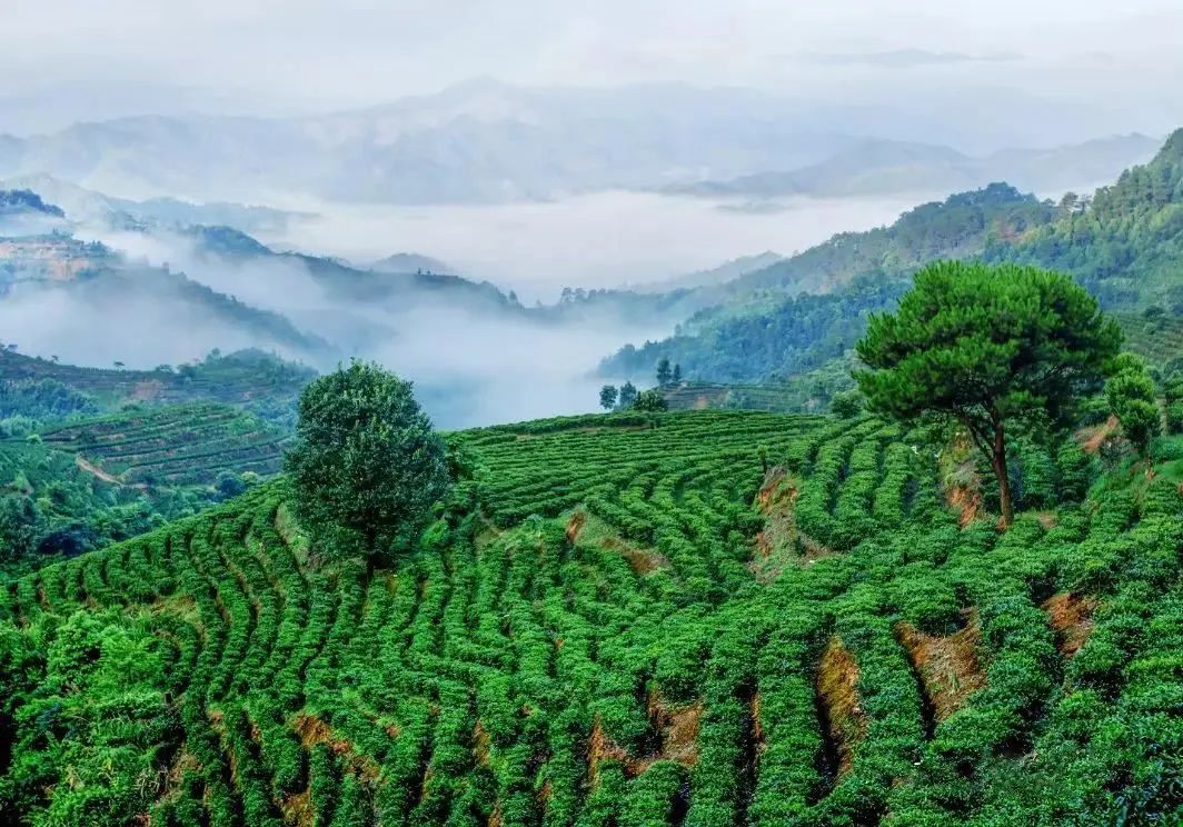 千亿市场却无法上市,中国茶叶上市问题在哪？